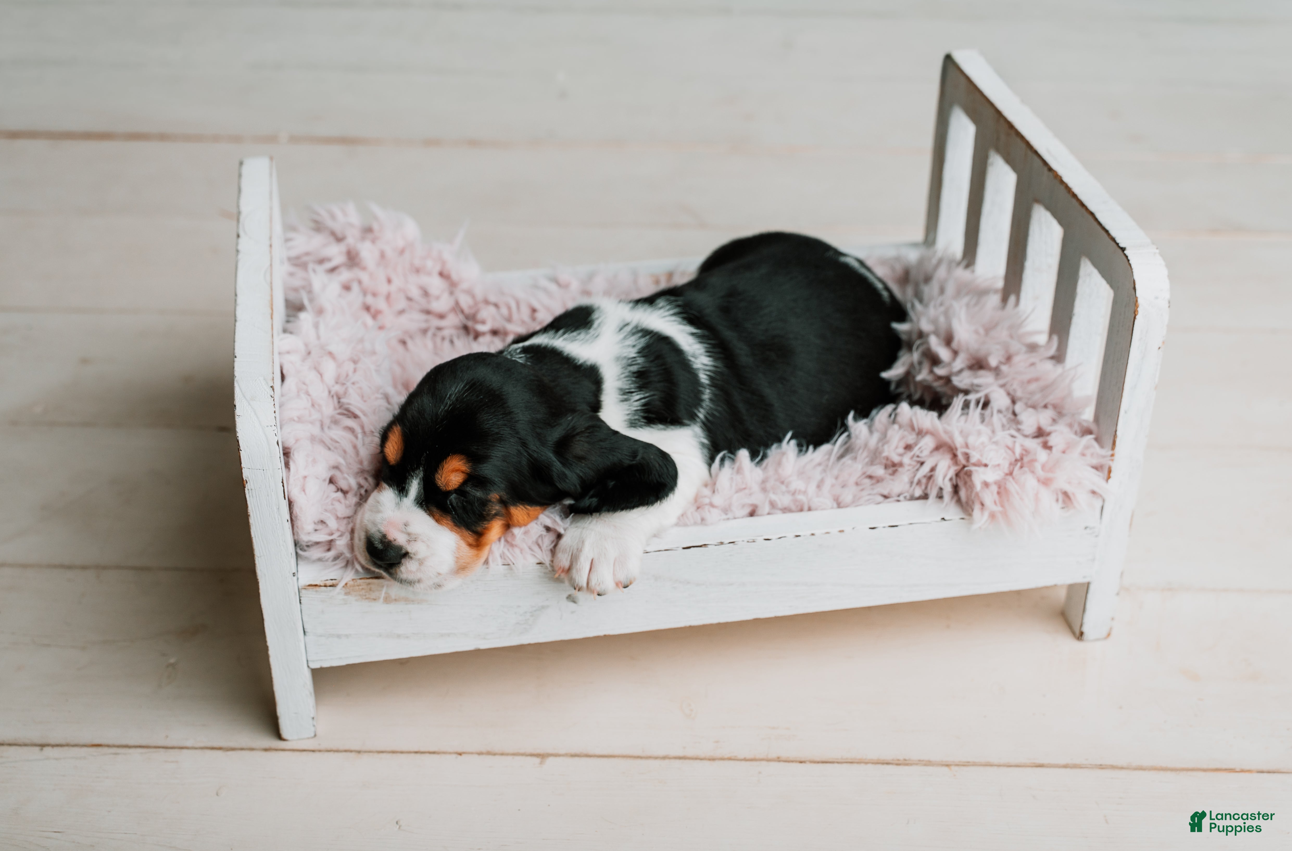 Basset Hound dogs Daisy  - Ad 2