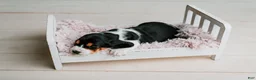 Basset Hound dogs for sale: Daisy  - Ad 2