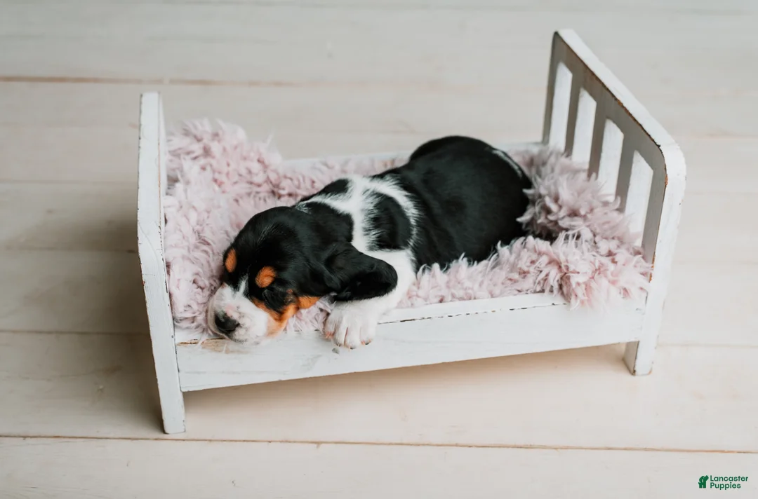 Basset Hound dogs for sale: Daisy  - Ad 2