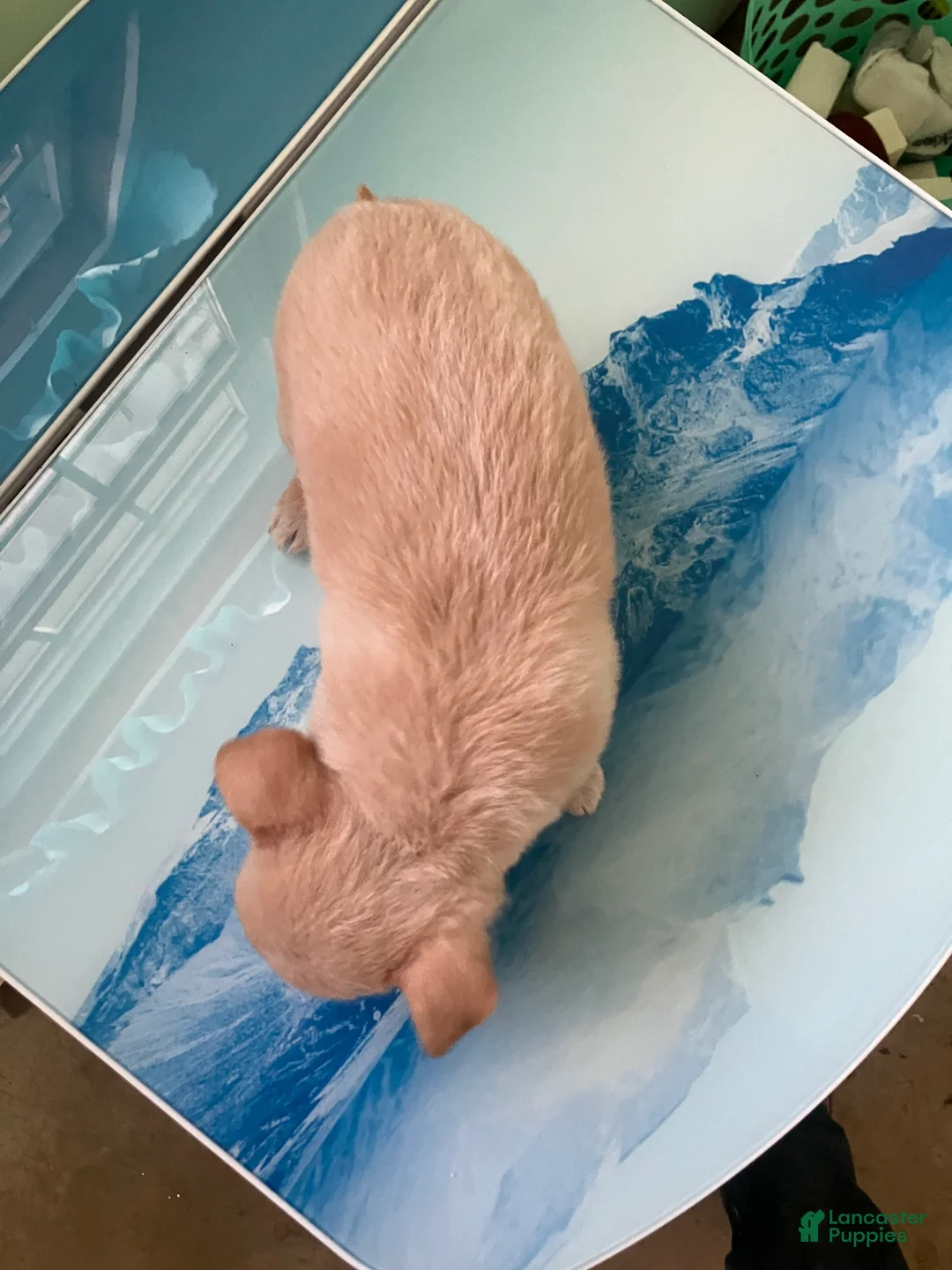 Chihuahua dogs for sale: Akc Tinker - Ad 5