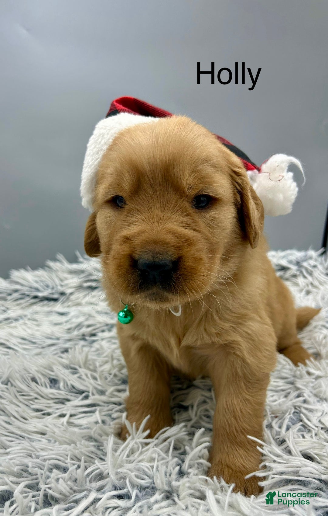 Golden Retriever dogs for sale: Golden Retriever Puppy -Holly - Ad 11