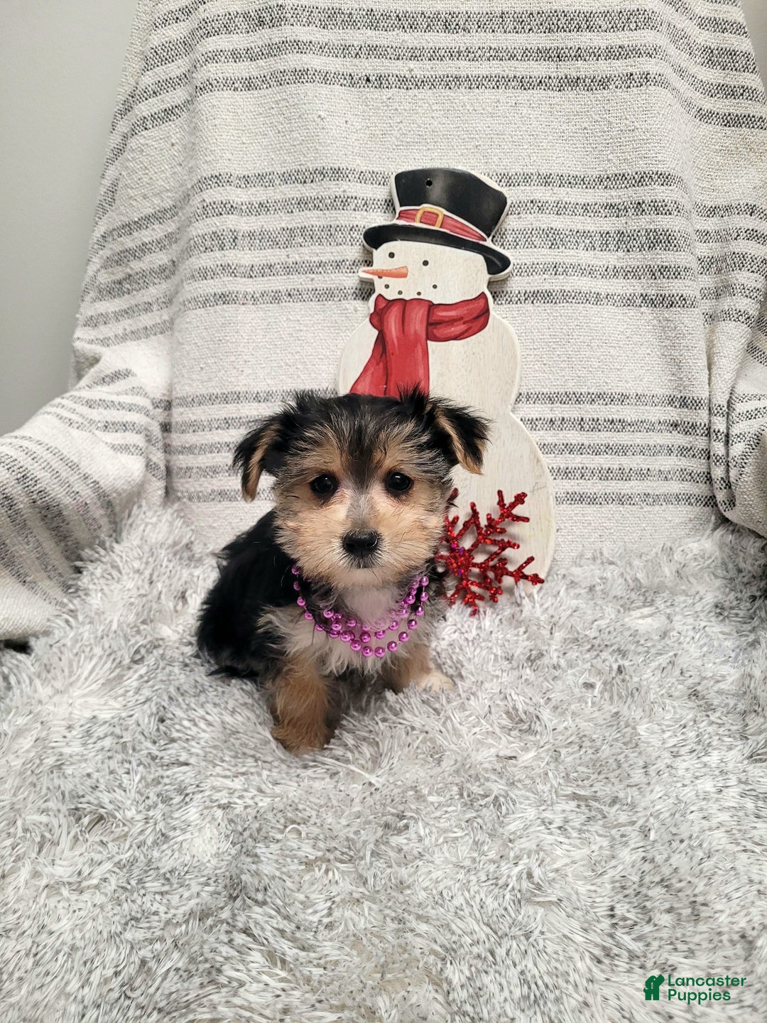 Morkie dogs for sale: Twix - Ad 1