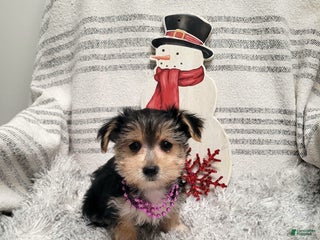 Morkie dogs Twix - Ad 30