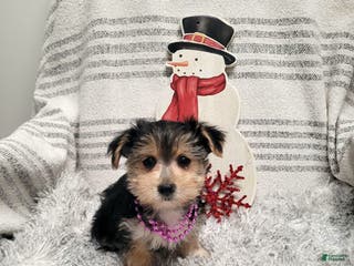 Morkie dogs Twix - Ad 4
