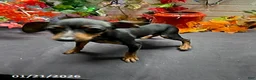 Miniature Pinscher dogs for sale: Pin  - Ad 9
