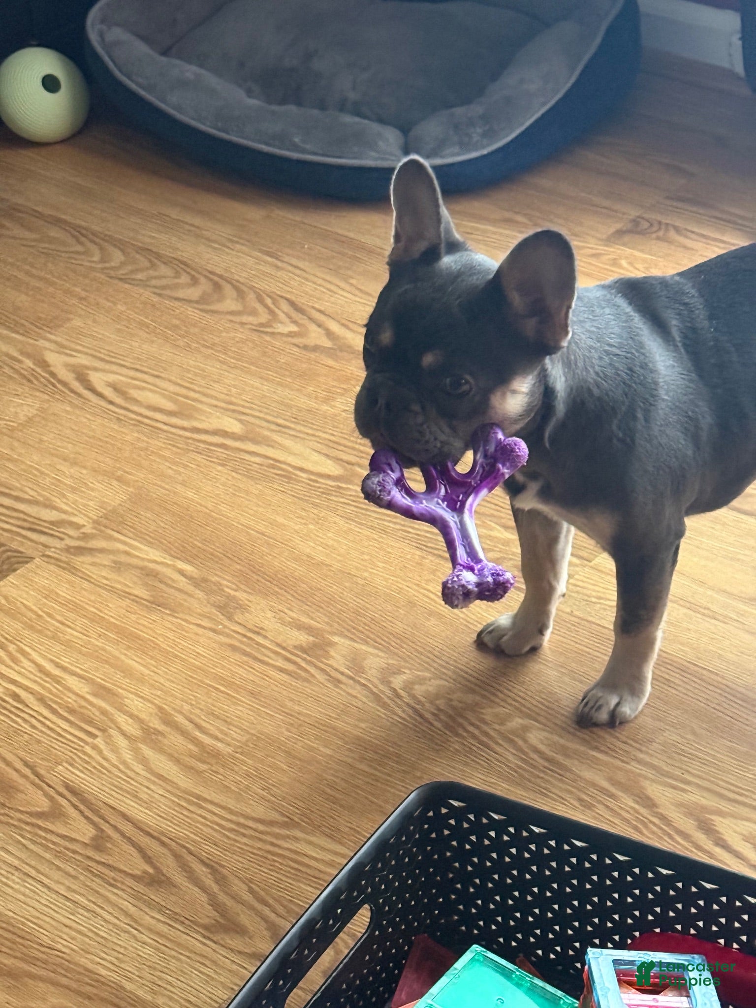 French Bulldog dogs French Bulldog 1 - Ad 2