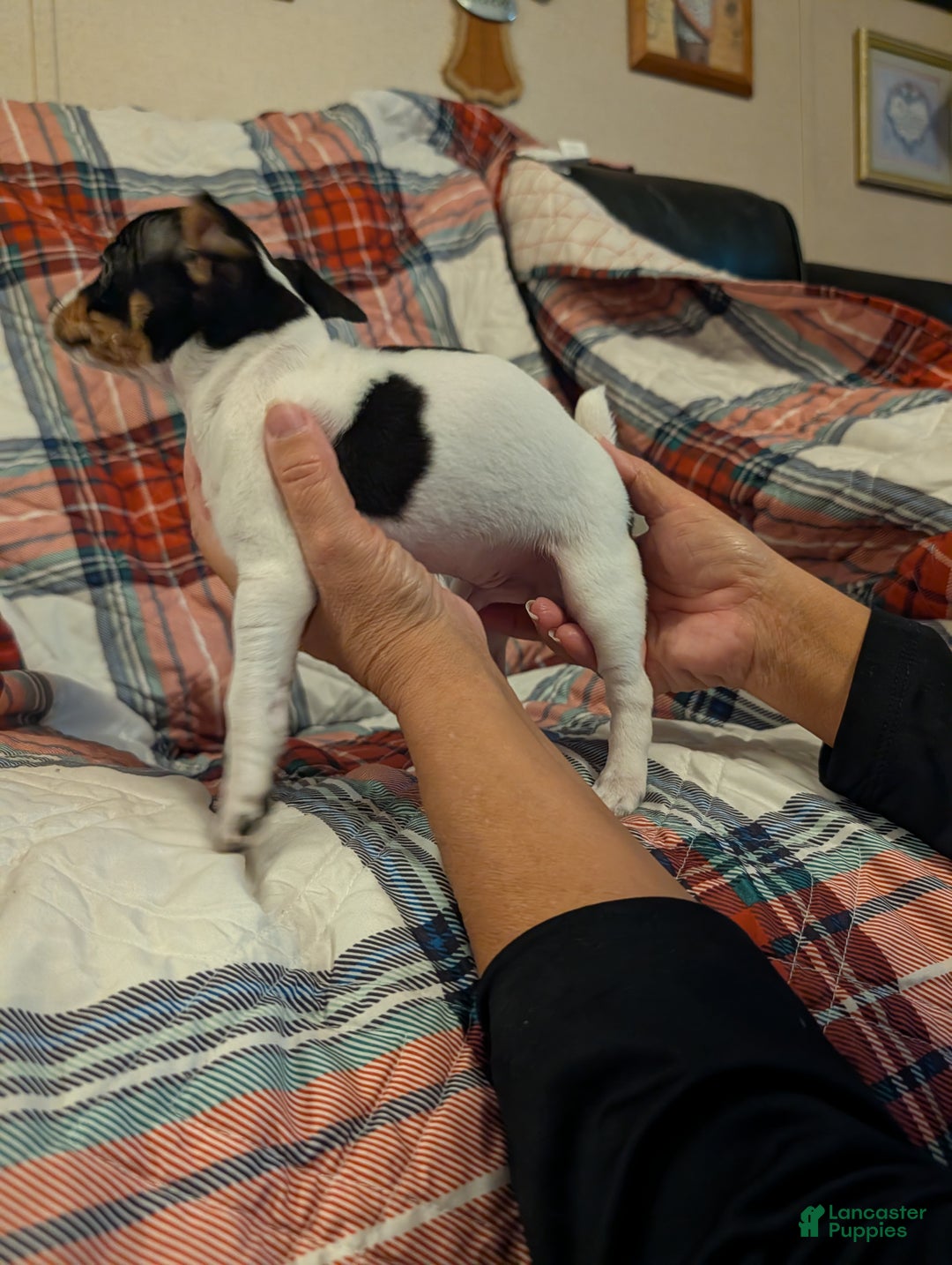 Mixed Breed dogs for sale: Ross - Ad 3