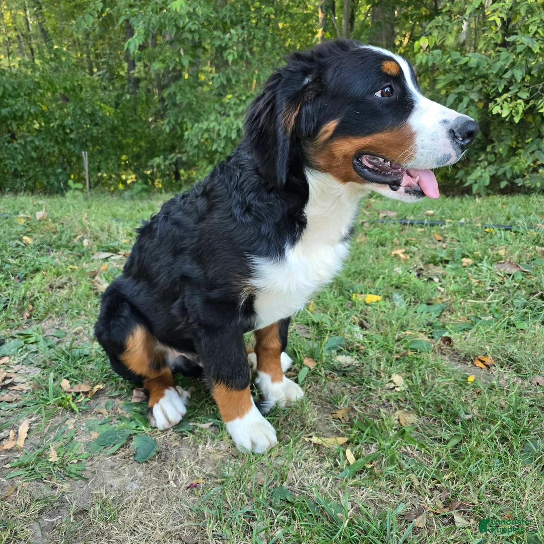 Bernese Mountain Dog dogs for sale: Bernese Mountain Dog 4 Archer - Ad 2