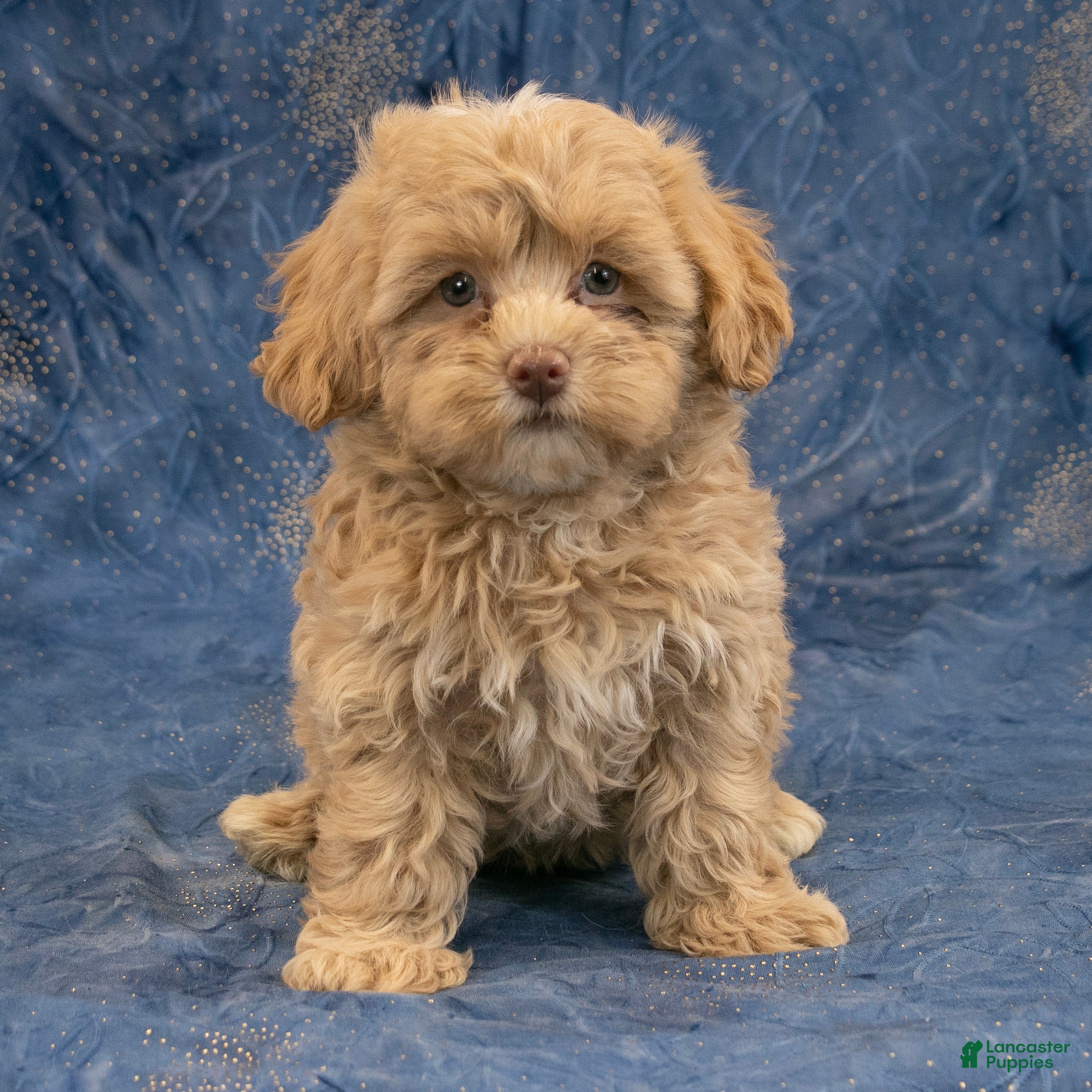 Havapoo dogs Sasha - Ad 2