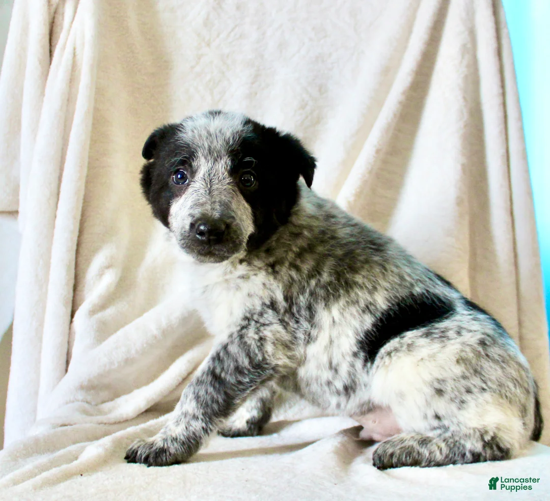 Australian Cattle Dog dogs for sale: Rocky - Ad 5