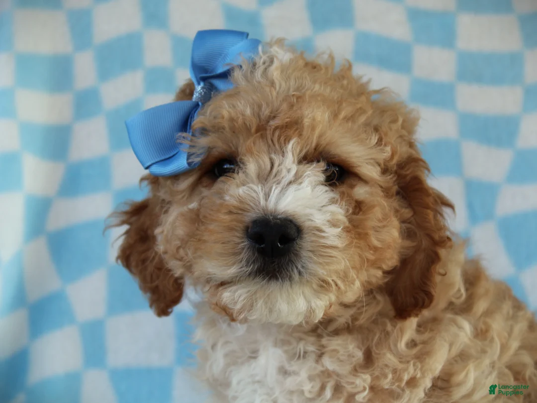Cavapoo dogs for sale: Avery Cavapoo Pup - Ad 2