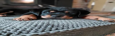 Rottweiler Puppy 5