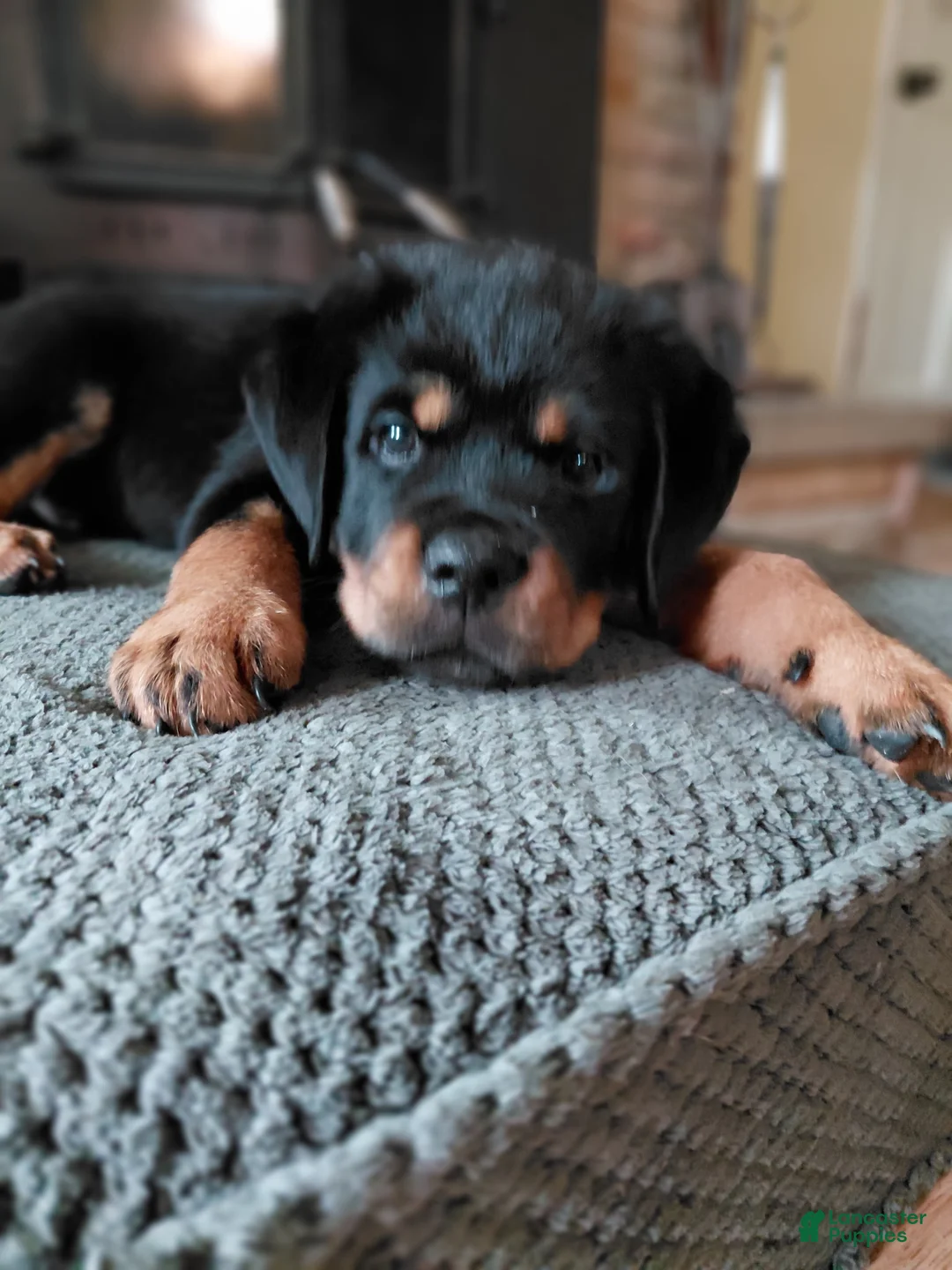 Rottweiler dogs for sale: Rottweiler Puppy 5 - Ad 1