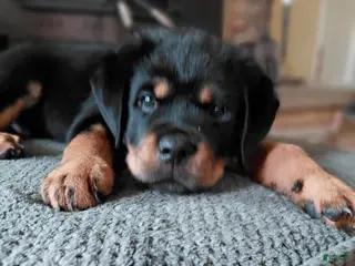 Rottweiler dogs Rottweiler Puppy 5 - Ad 37