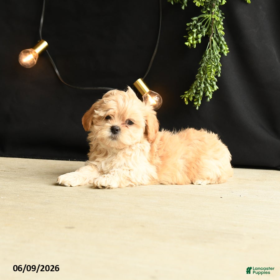 Mixed Breed dogs Lady - Ad 2
