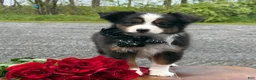 Toy Australian Shepherd dogs for sale: Tommy - Ad 5