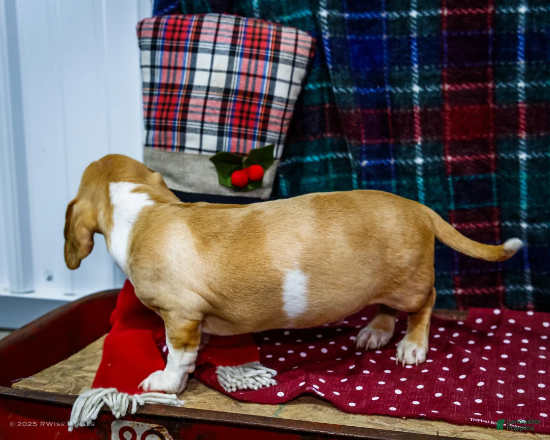 Miniature Dachshund dogs for sale: Sailor - Ad 2