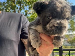 French Bulldog dogs Fluffy Big Rope Merle Baby Girl - Ad 5