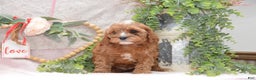 Cavapoo dogs for sale: Jalise - Ad 1