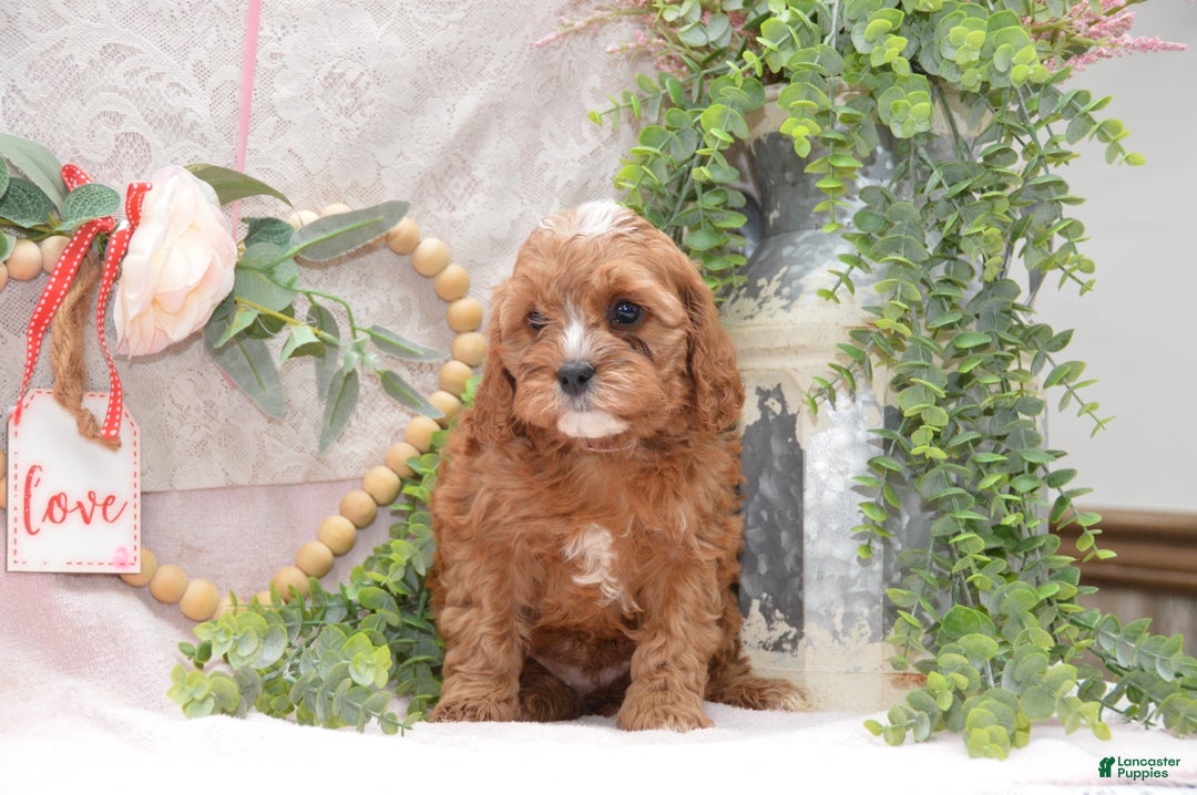Cavapoo dogs for sale: Jalise - Ad 1