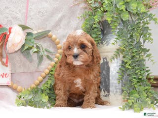 Cavapoo dogs Jalise - Ad 20