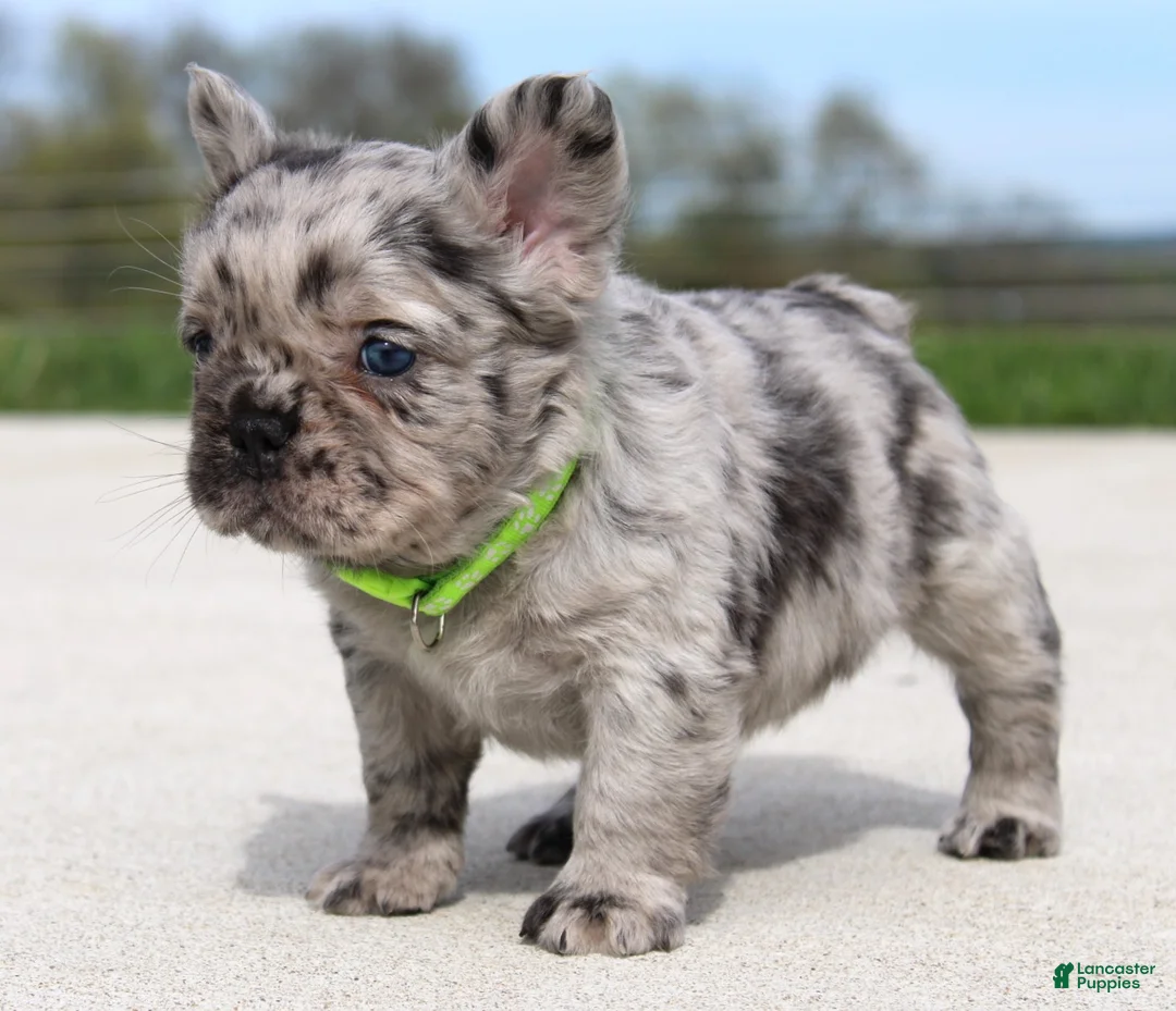 French Bulldog dogs for sale: Mitch - Ad 1