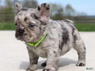 French Bulldog dogs for sale: Mitch - Ad 3