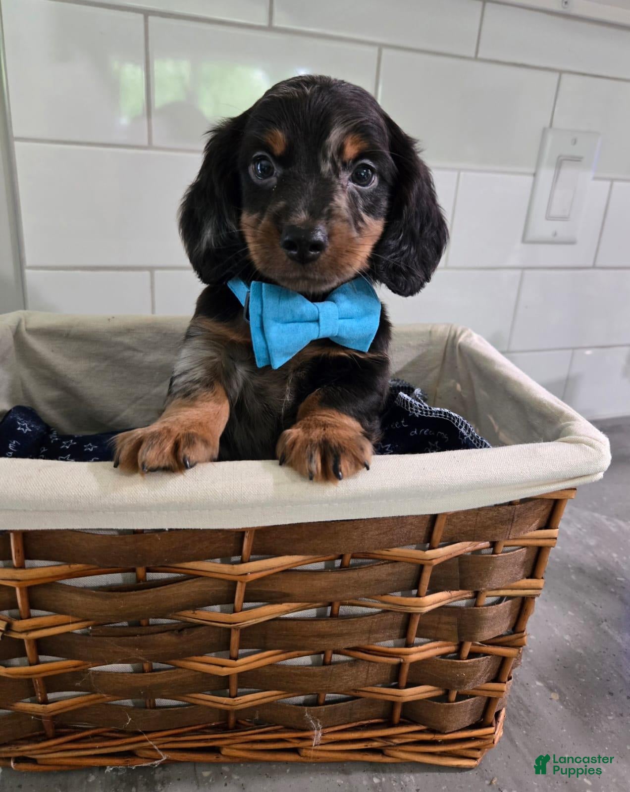 Miniature Dachshund dogs Benji - Ad 2