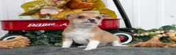 Chihuahua dogs for sale: Freddy - Ad 3