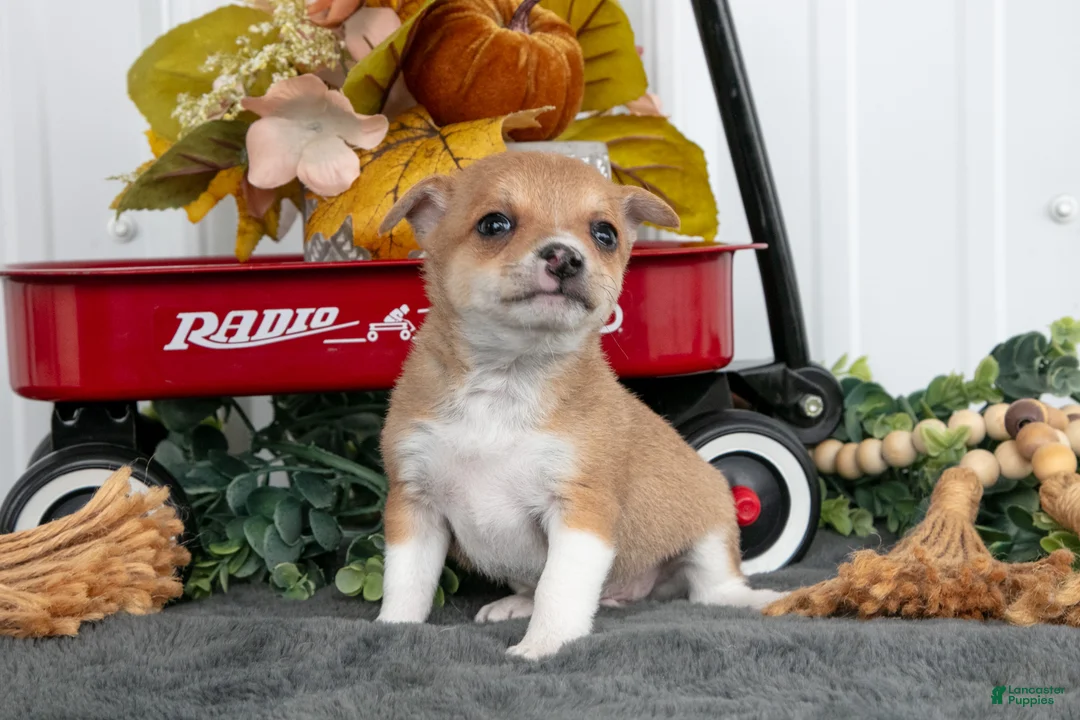 Chihuahua dogs for sale: Freddy - Ad 3