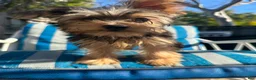 Yorkshire Terrier dogs for sale: Yorkshire Terrier Puppy 4 - Ad 4