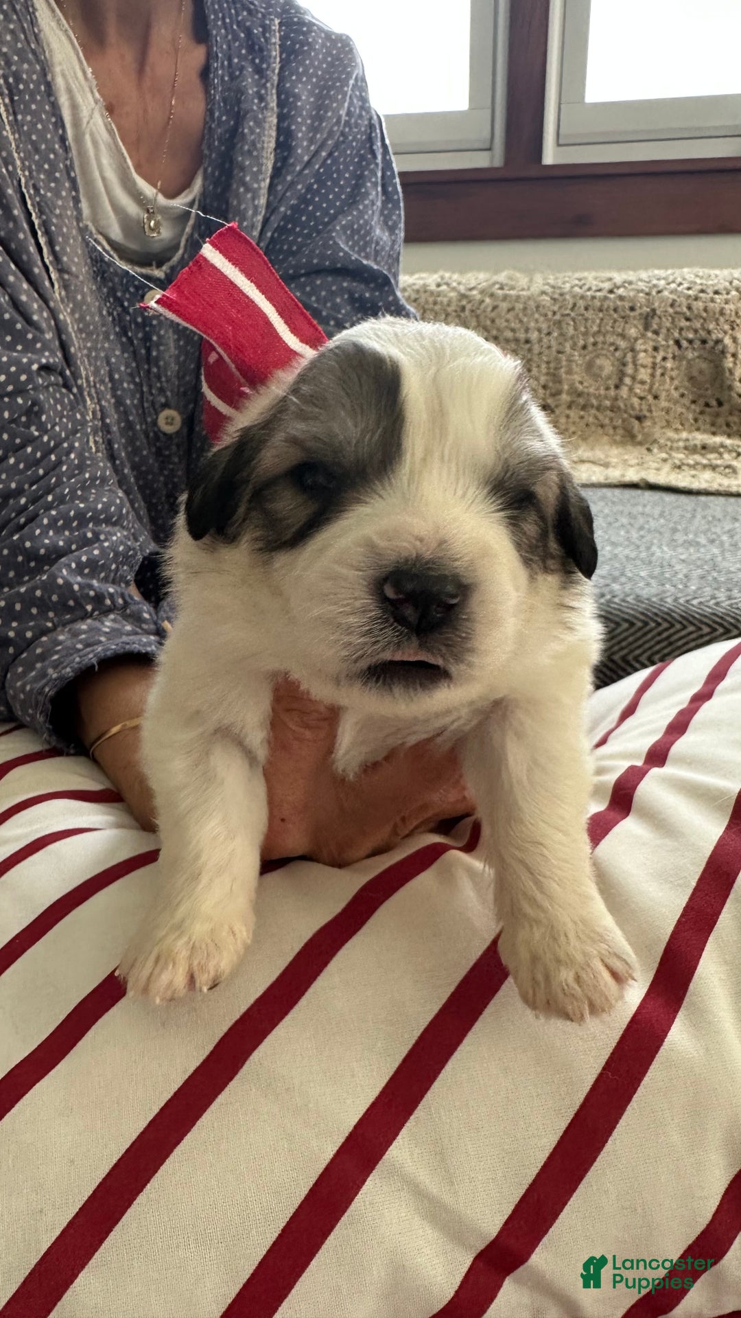 Great Pyrenees dogs for sale: Baby Blue - Ad 1
