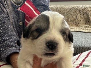 Great Pyrenees dogs Baby Blue - Ad 40