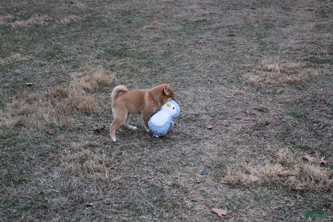 Shiba Inu dogs for sale: Ornament  - Ad 4