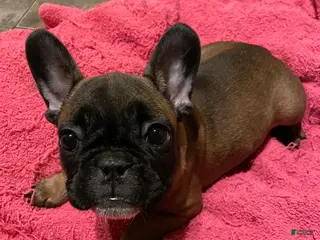 French Bulldog dogs Jovia - Ad 10