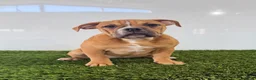 Olde English Bulldogge dogs for sale: Nicole - Ad 3