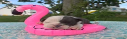 Olde English Bulldogge dogs for sale: Skye - Ad 2