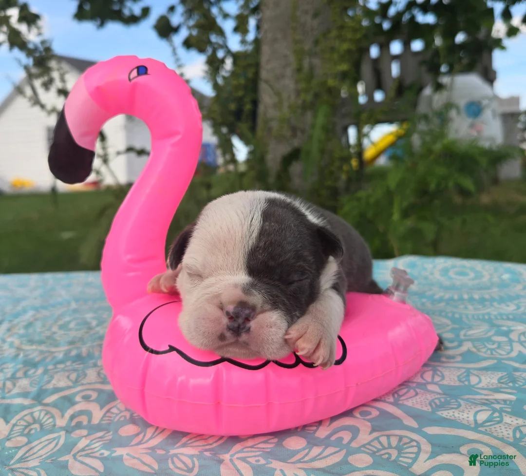 Olde English Bulldogge dogs for sale: Skye - Ad 2