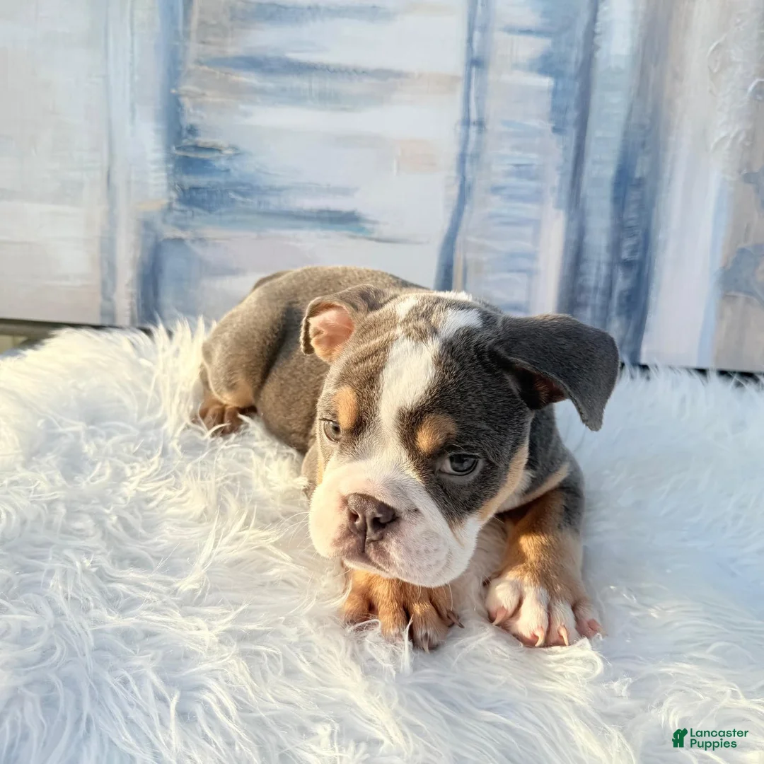 English Bulldog dogs for sale: Luna - Ad 7