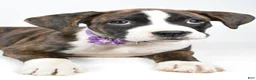 Boxer dogs for sale: Rose Boxer mix - Ad 5