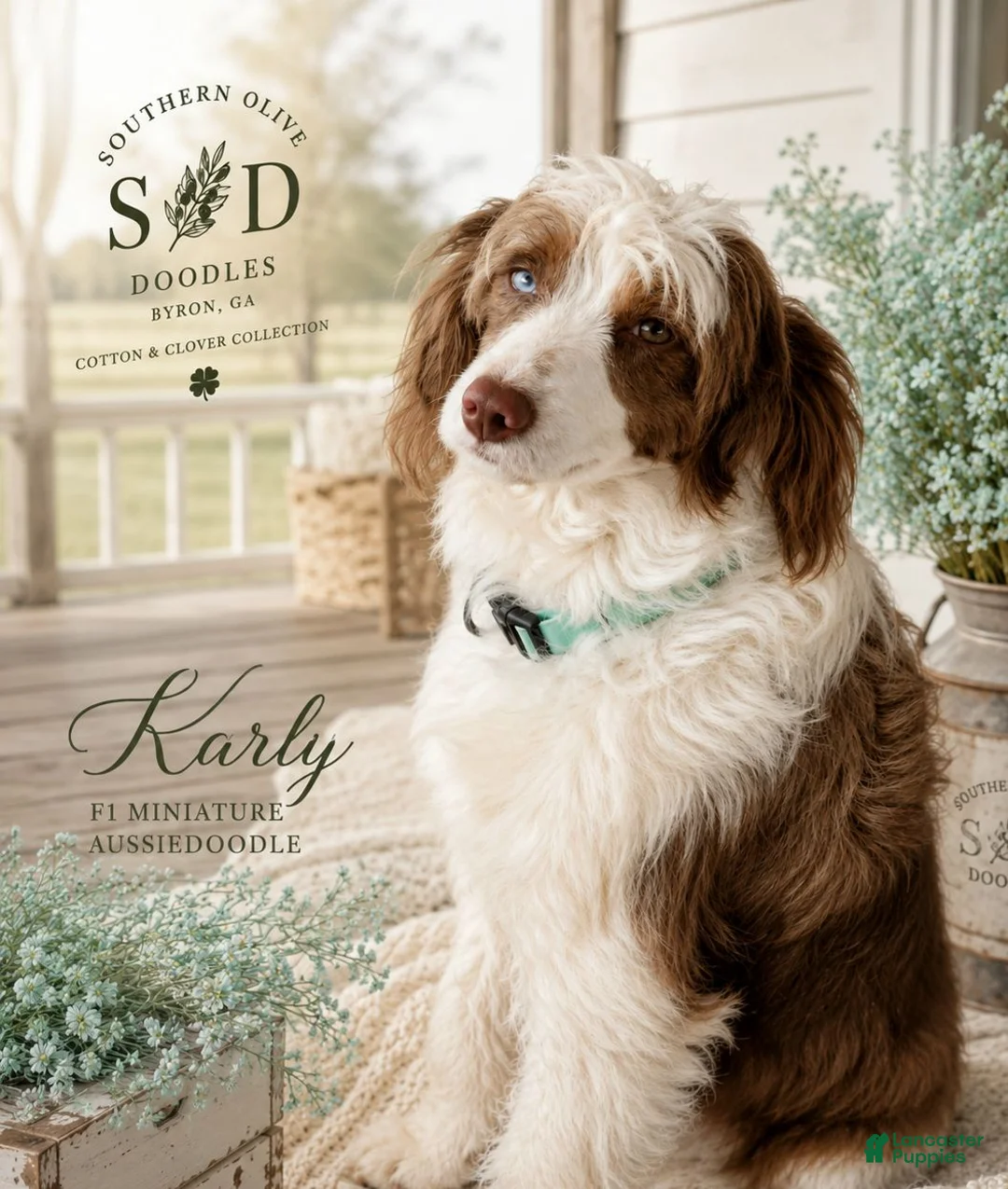 Aussiedoodle dogs for sale: Aussiedoodle 5 - Ad 14