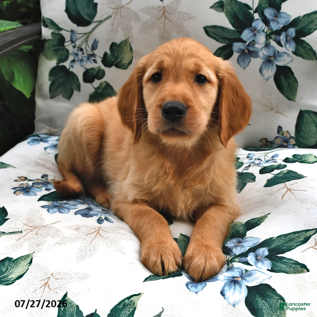 Golden Retriever dogs for sale: Jasper - Ad 2