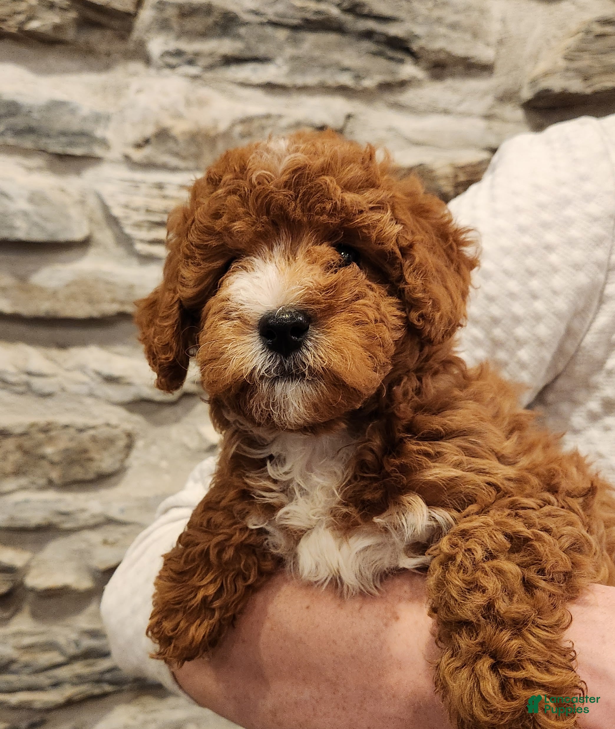 Mini Bernedoodle dogs CALLIE - MINI BERNEDOODLE LOVELY PUPPY (RICHLAND, PA) - F1BB. - Ad 1