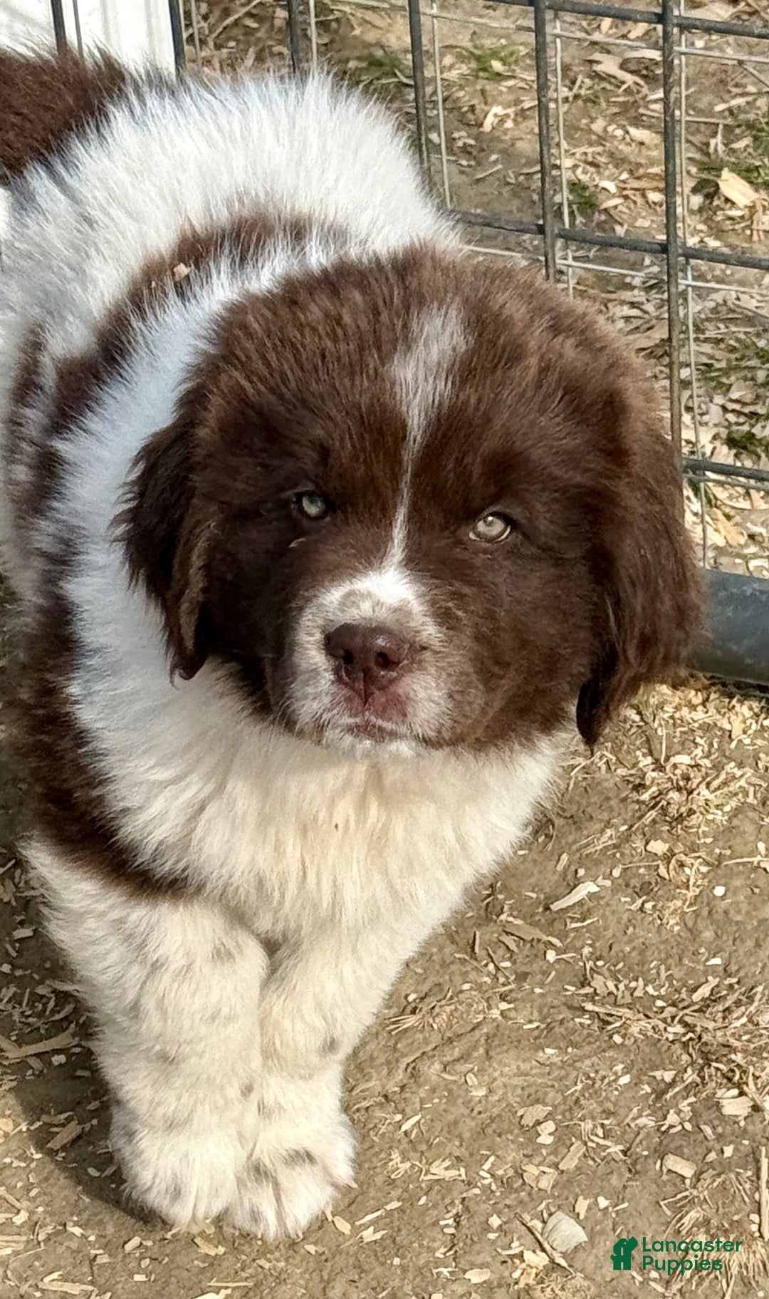 Newfoundland dogs for sale: DANCER  - Ad 2