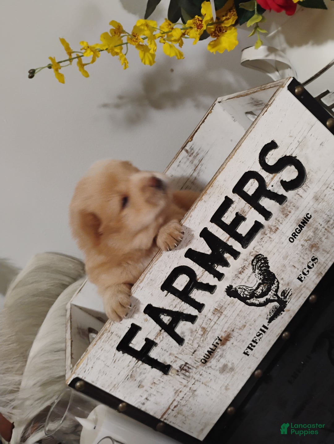 Chow Chow dogs for sale: Elsa - Ad 5