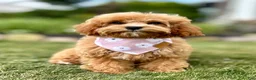 Cavapoo dogs for sale: Pippi Cavapoo Puppy  - Ad 4