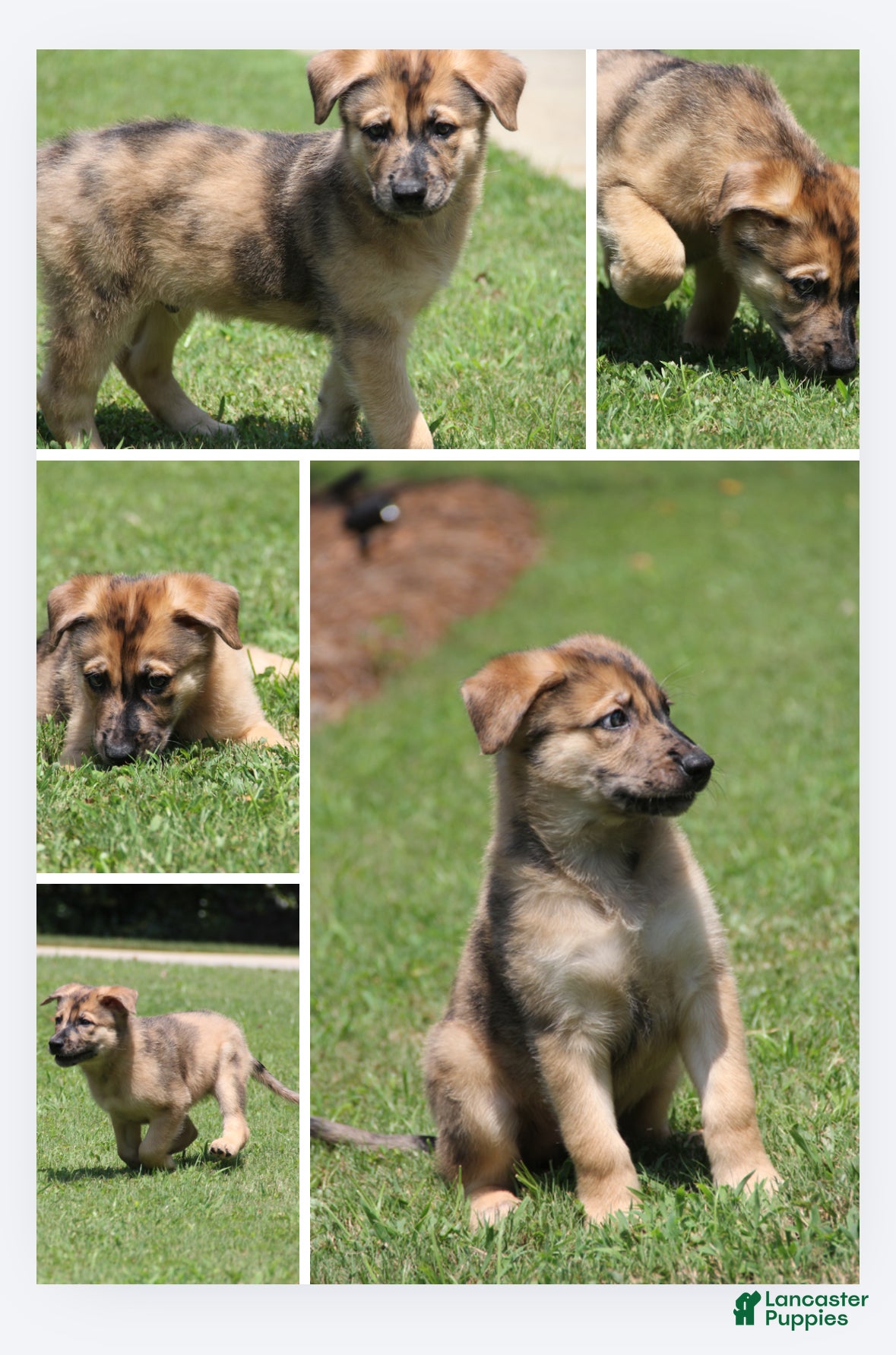 Mixed Breed dogs for sale: Rocket - Ad 3