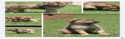 Mixed Breed dogs for sale: Rocket - Ad 1