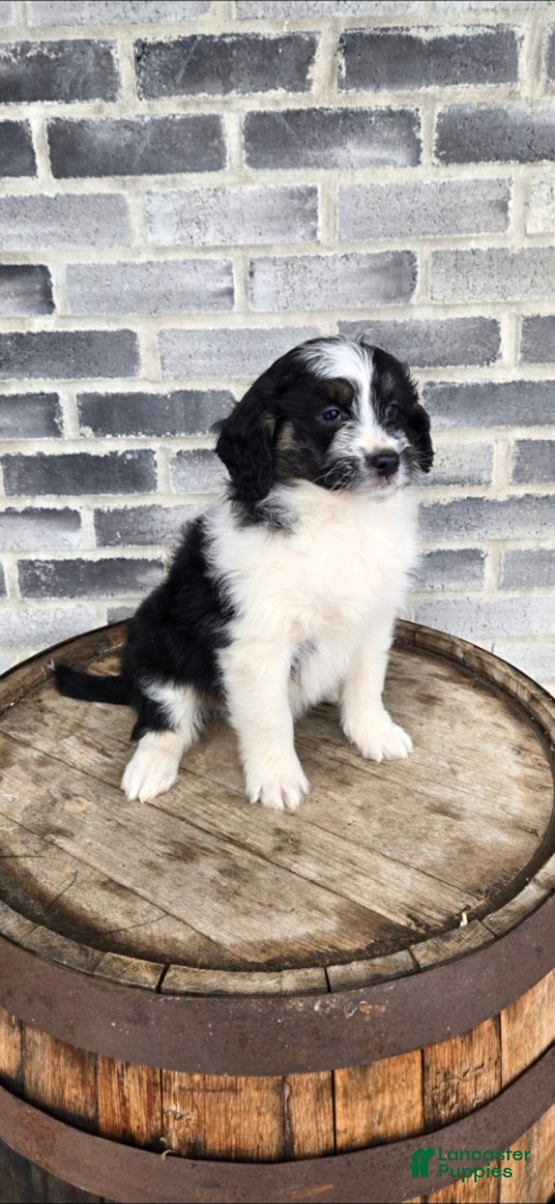 Mini Aussiedoodle dogs for sale: Rocky – Male (Tri-Color) - Ad 2