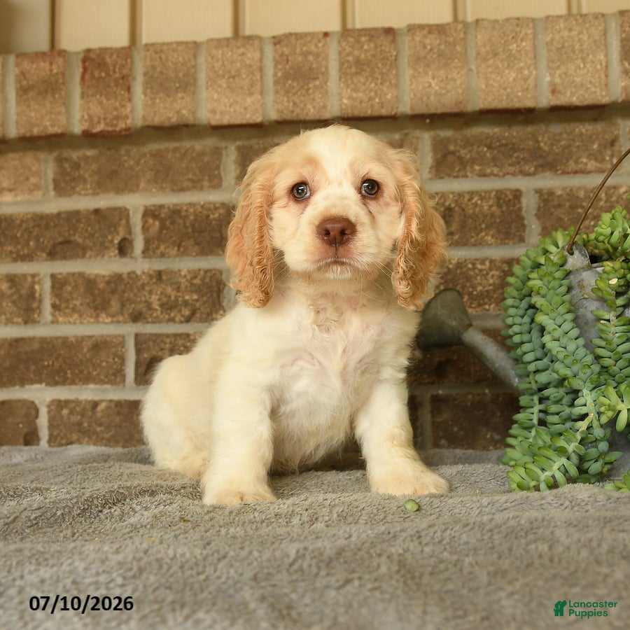 English Cocker Spaniel dogs Jinx - Ad 1